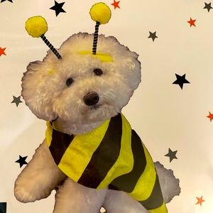 Bee 🐝 pets costume 🎃💯